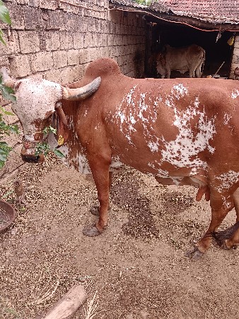 ગાય વેચવાની છે