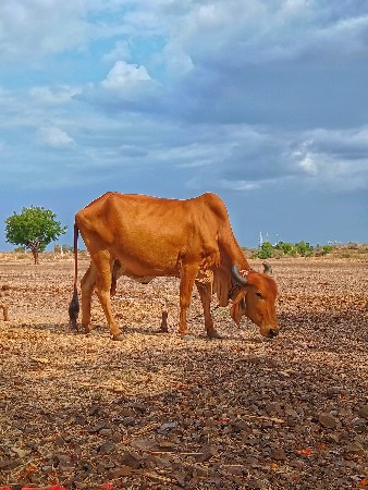 ગાય વેશવા ની છે