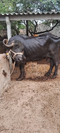 bhesh vechavani se