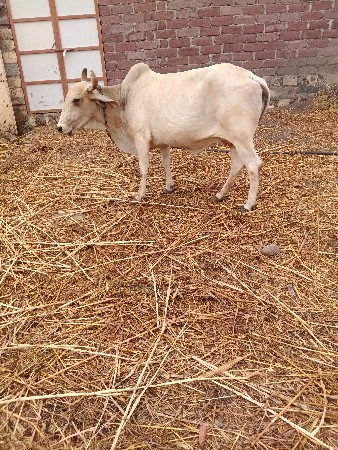 ગાય વેચવા ની છે