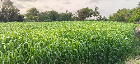 ગુદરી નું
મીઠું લીલું
