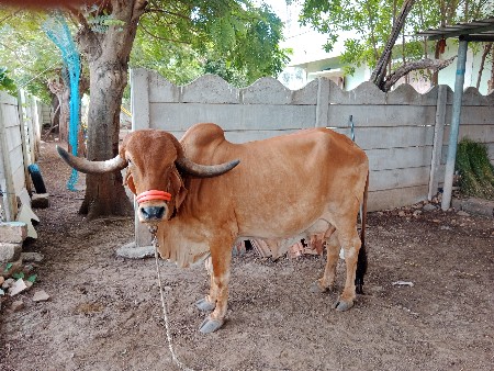 ગાય વેચવાની છે