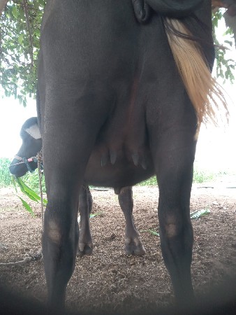 સંજય પાથર
