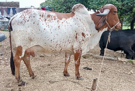 આ ગીર ગાય વેચવાની છે