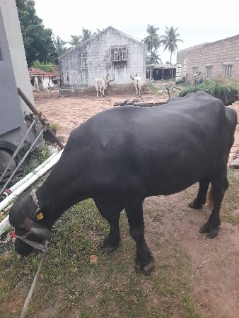 વેસવાની છે