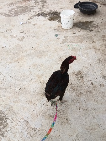 મુરઘો વેચવાનું છે