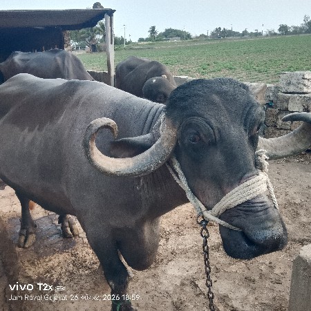 ભેંસ વેચવાની છે