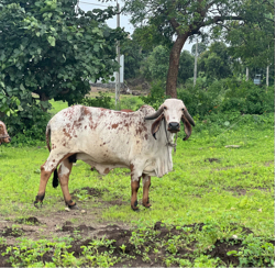 આ ગાય વેચવાની છે