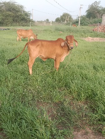 આ દેશી ગીર હોડકિ વેચવાની છે