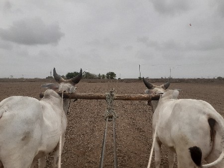 સાટા  મા ધોડી વછેરી હાલે