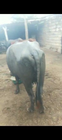 વેસવાની