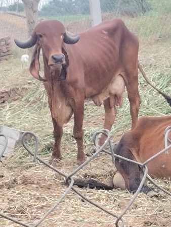 ગીર ગાય વેચવાની છે