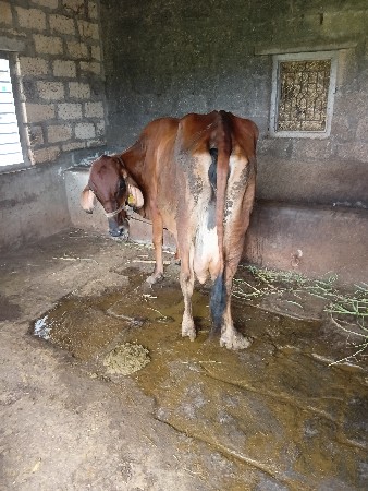 આ ગાય વેચવાની  છે