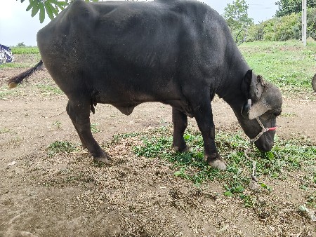ભેંસ વેચવાની છે