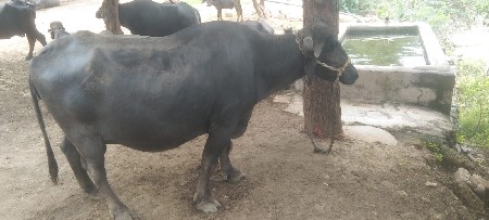 ભેંસ વેચવાની છે