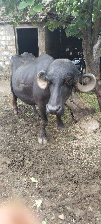 ભેસ વેચવાની છે