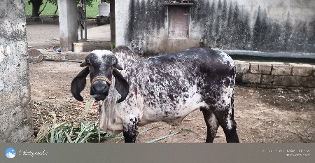 હોડકી વે સવાની સે