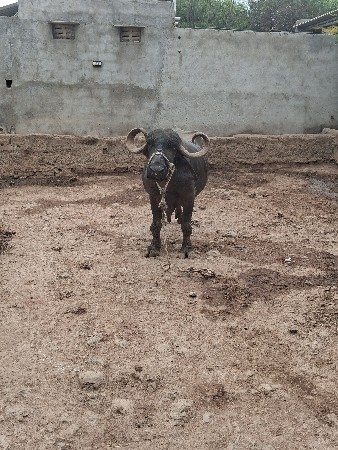 4ચોથુ વેતર વ્યાસે   20 ની કાચી