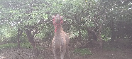સાડીયો વેચવાનો છે