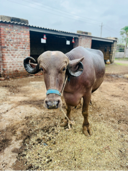 બધી જવાબ દારી આચર પેટ ની 8-9 લિટર દૂધ
