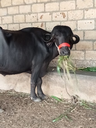 પેલું વેતર ખડેલી વેચવાની છે