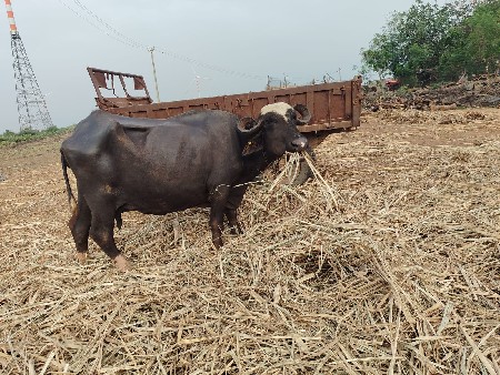 બે ભેંસ છે