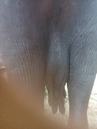 દેવાભાઈ સિધલ