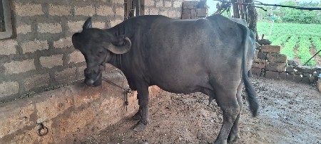 ભેંસ વેચવાની છે