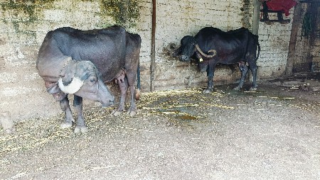 2 ભેંસુ વેચવાની છે