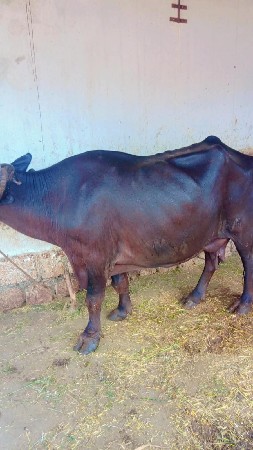 ભેંસ વેચવાની છે