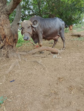 ભેંસ વેચવાની છે પાચમૂવેતર