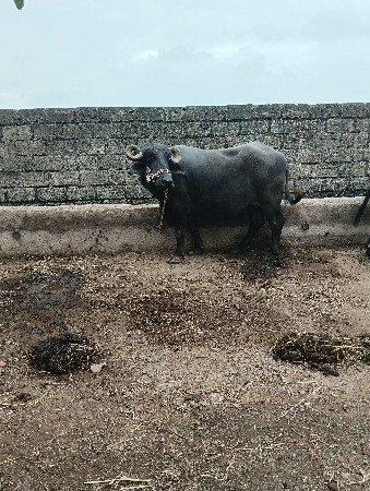 હોથલ... કુંઢી ભેંસ વેચવાની છે..