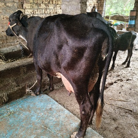 2 3 divsni varse 11 12 litr