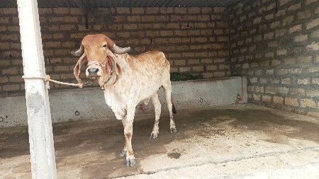 હોડકી 3 વર્ષ નીછે
