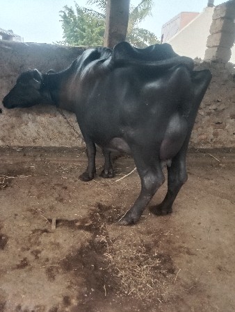 વેચવાની છે