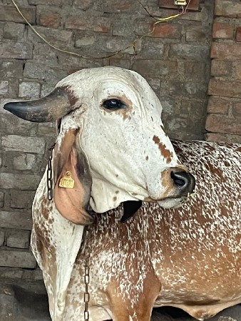 બણકલ નો ઓર સે..