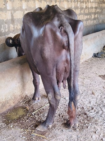 ભૈસ વૅચવાની છે
