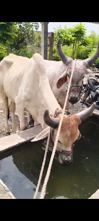ગોધલા