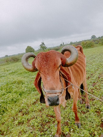 દેસી બળદ વેચવાનો છે