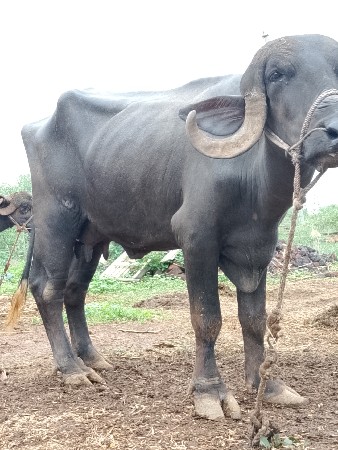 ભેંસ વેચવા ની છે