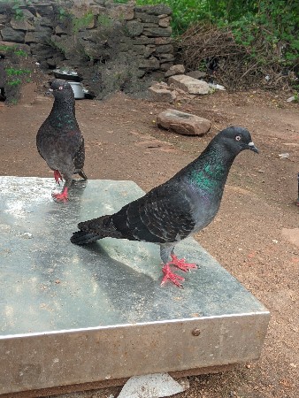 માંગરોળ કોટડા