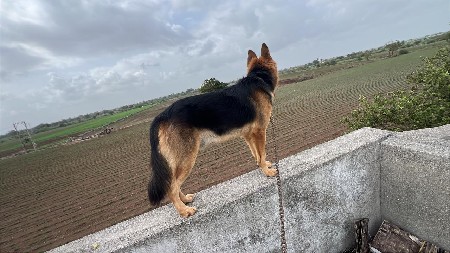 જર્મન શેફર્ડ કુતરો છે