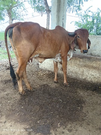 ગીર ગાય વેચવાની છે