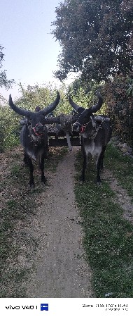 વેચવાના છે