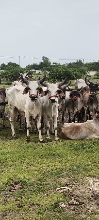 વાછડા વેચવાના છે