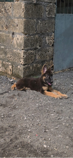German Shepherd female