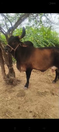 ગાય