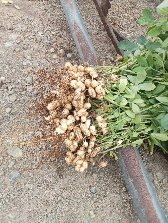 ઓરા ની માંડવી 39 નં