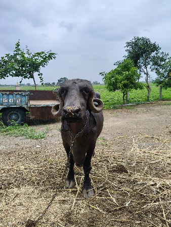 ભેંસ વેચવાની છે
