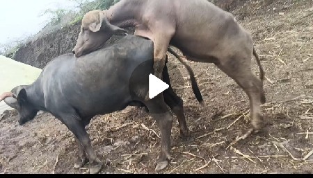 વેચવાની છે